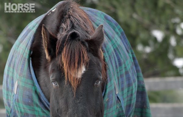winter horse hay