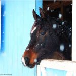 Horse in stall in winter