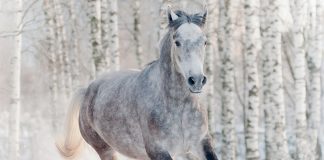 gray horse in winter