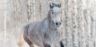 Gray horse in winter
