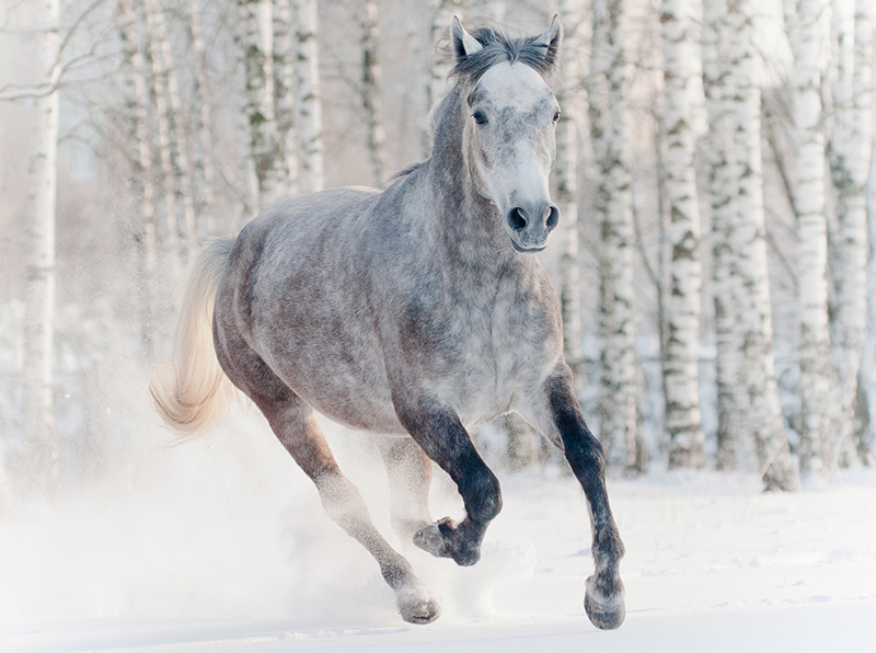 Gray horse in winter