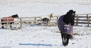 Winter Shoeing Solutions for Horses