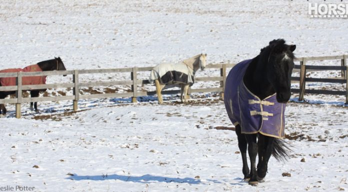 winter horses