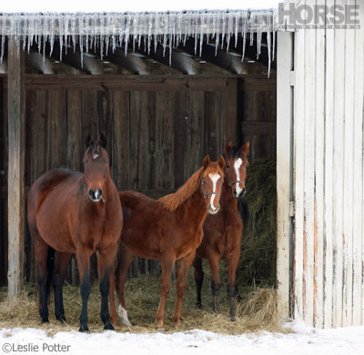 Horse Health in Winter: Shelter