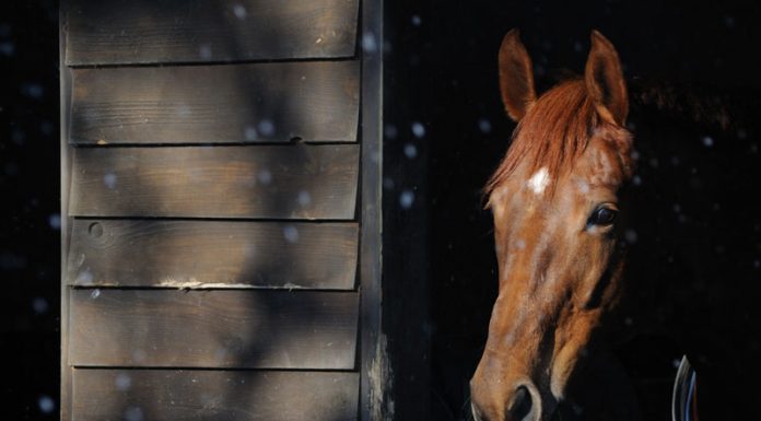 Horse in a stall in winter