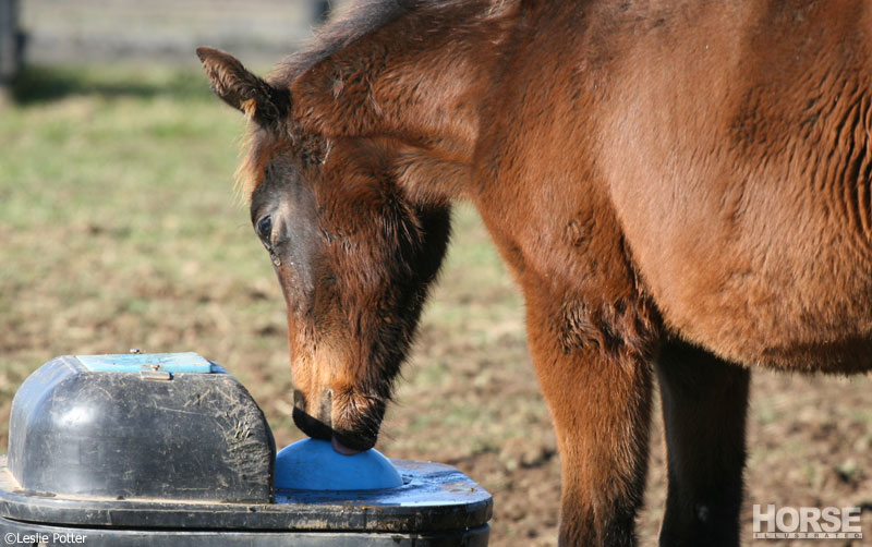 Horse Health in Winter: Water