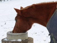 horse water drinking in winder