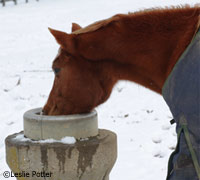 horse water drinking in winder