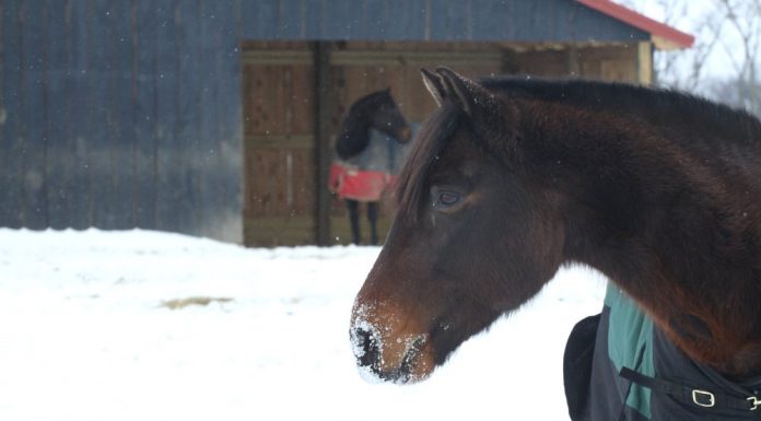 winterize your horse