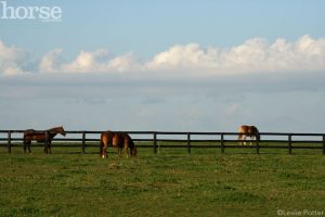 Horse-Safe Fencing Options