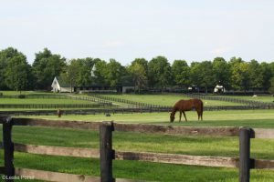 New Guide Aims to Make Horse Farm Work Safer