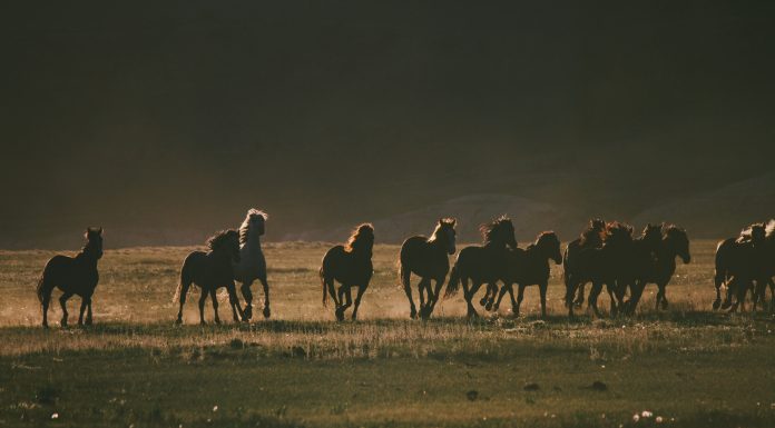 wyoming wild horses