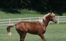 yearling arab