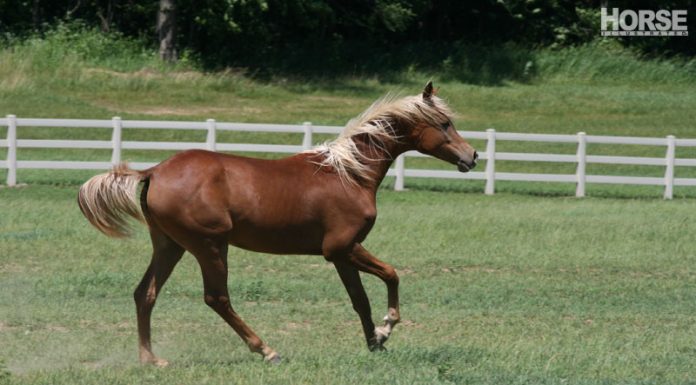 yearling arab