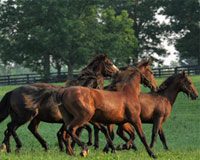 yearling colts