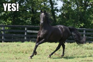 2016: The Year of Yes