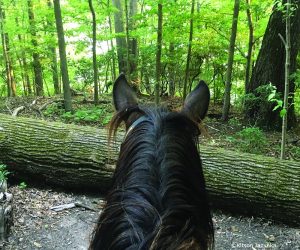 My Horse, My Teacher