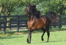 Remember When… Young Horse