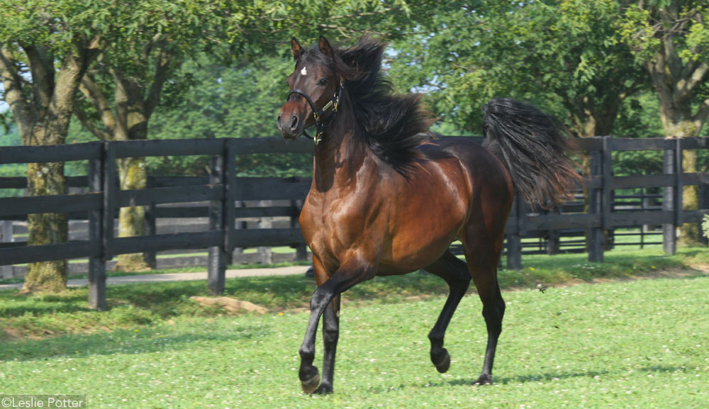 Ask the Vet: When to Geld a Colt