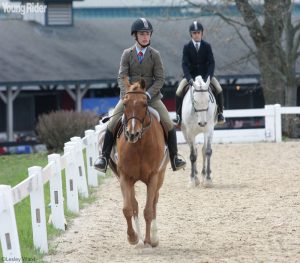 Showing Your Young Horse