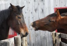 Stop Your Horse from Biting yr horse bite horse