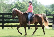 Ride a Rocky young rider rocky mountain horse Sydney
