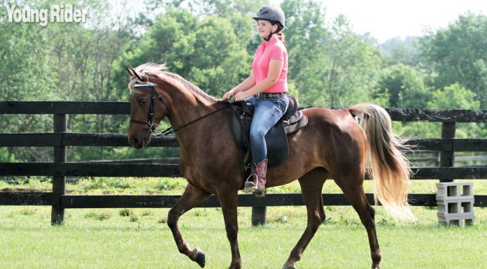 young rider rocky mountain horse Sydney