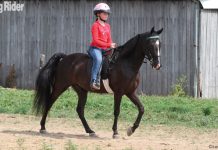 Young Rider on a Tennessee Walking Horse