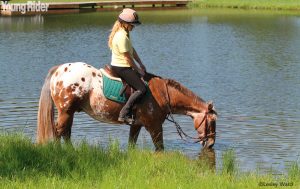 Help! My Horse Lies Down in Water