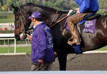Zenyatta Welcomes a New Filly zenyatta at santa anita
