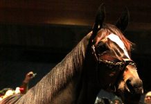 2013: The Year in Horses Zenyatta in Kentucky