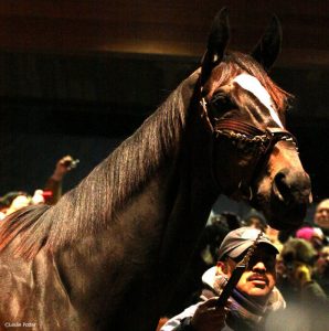 2013: The Year in Horses