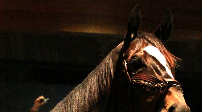 Zenyatta in Kentucky