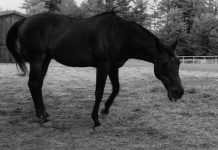 black horse
