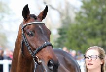 alexandra knowles sound prospect