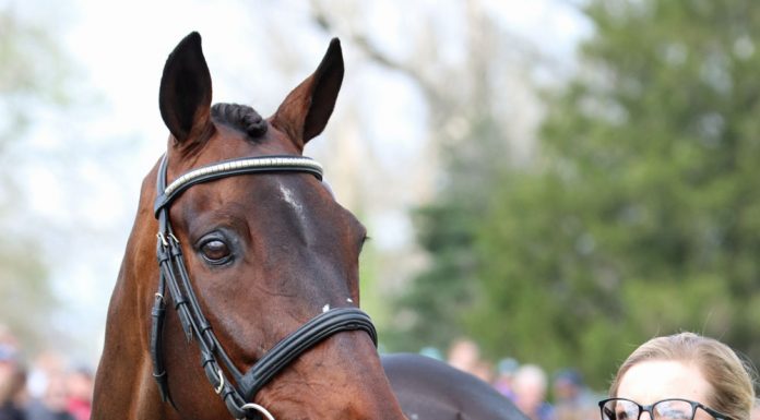 alexandra knowles sound prospect