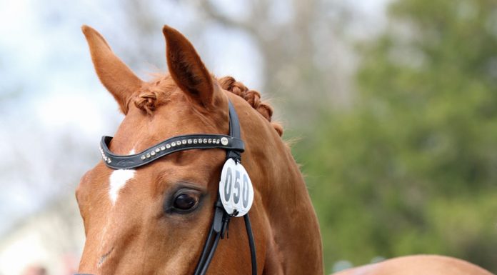 Headshot of Banderas at the 2018 Land Rover Kentucky Three-Day Event horse inspection