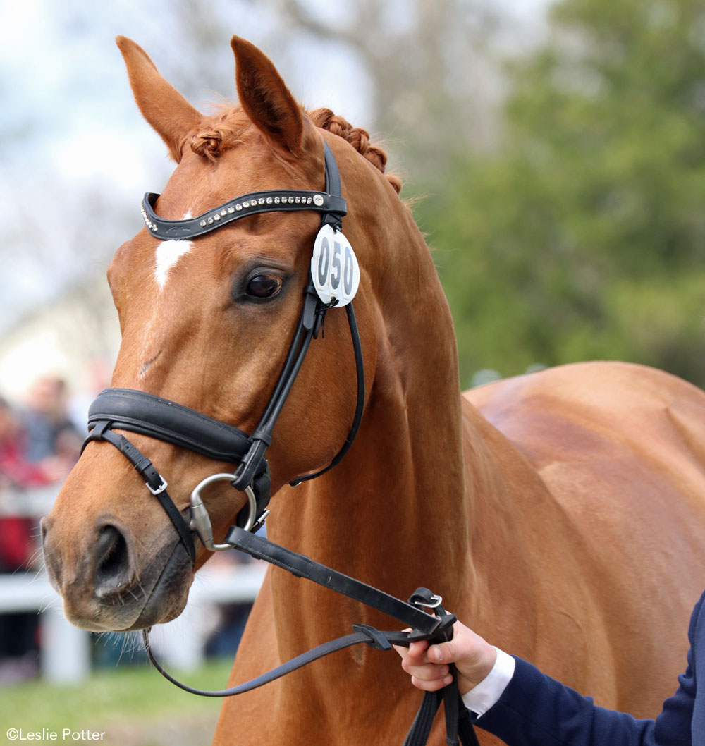 Headshot of Banderas at the 2018 Land Rover Kentucky Three-Day Event horse inspection