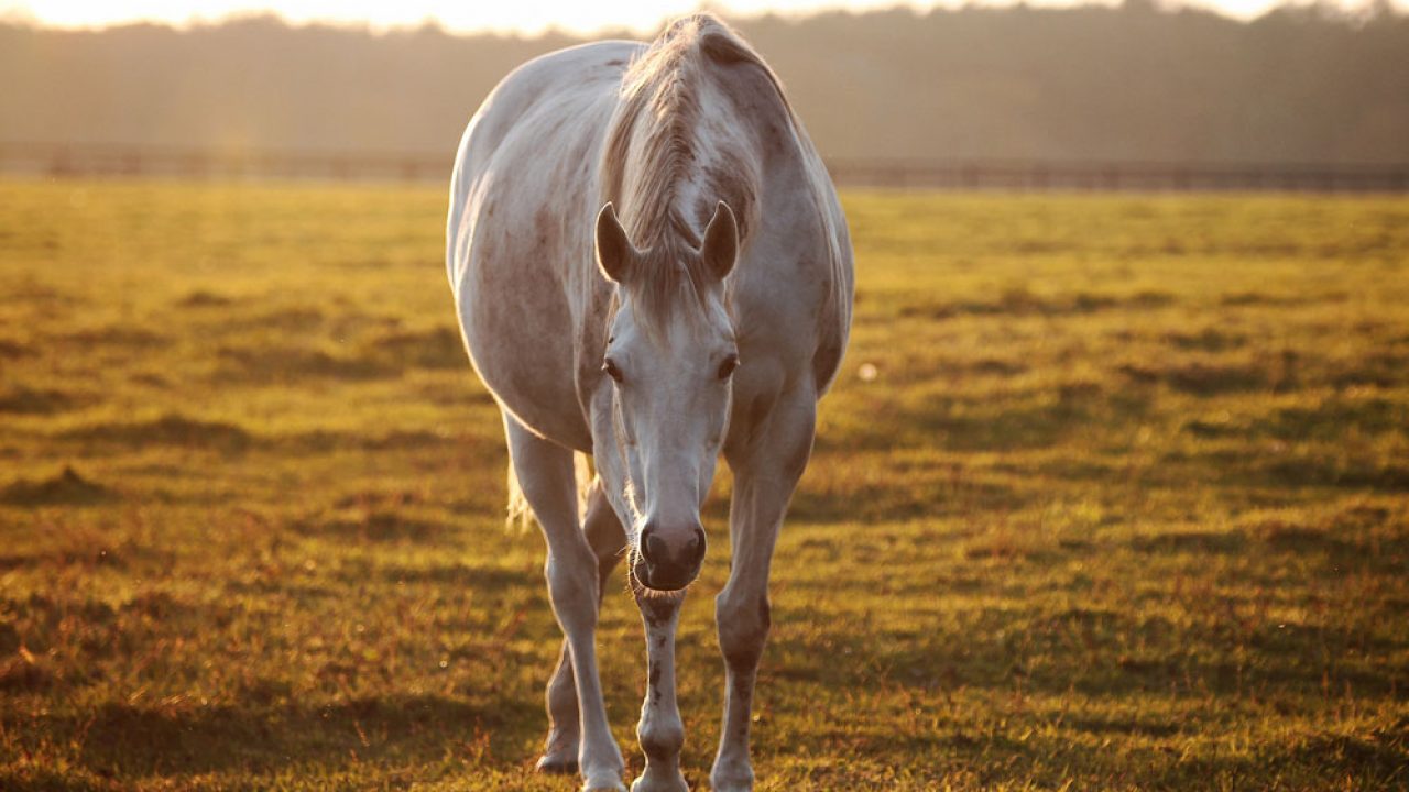 equine-records-free-horse-health-record-book-horse-illustrated