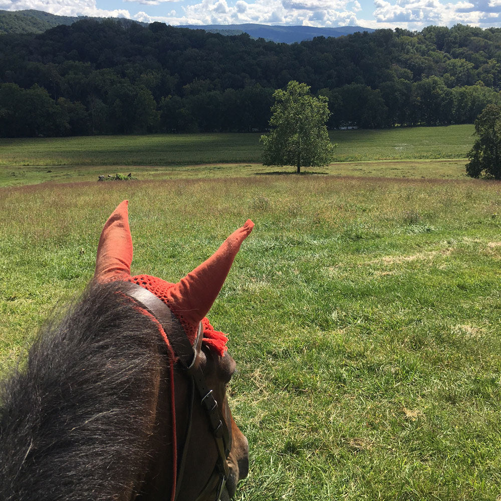 The landscape of Shenandoah Valley between a horse's ears while riding. 