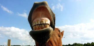 Horse teeth
