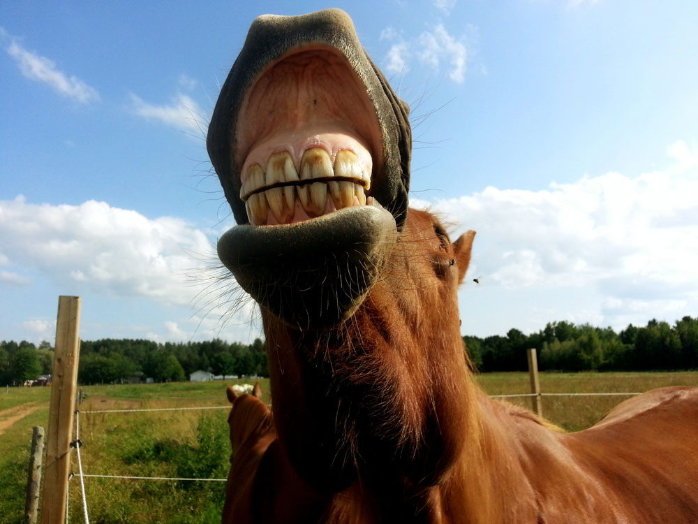 Horse teeth- horse electric floats 