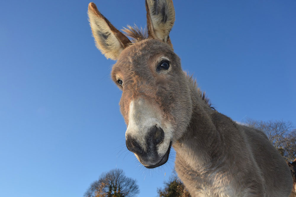 mounting a donkey图片