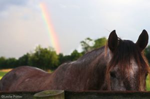 5 Horse Adoption Myths