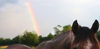 Horse and Rainbow - Adopting a Horse
