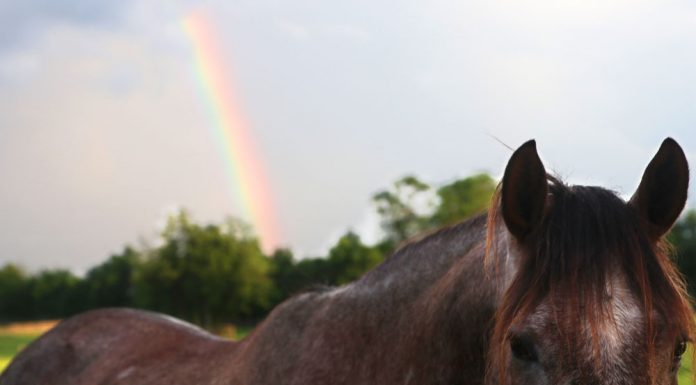Horse and Rainbow - Adopting a Horse