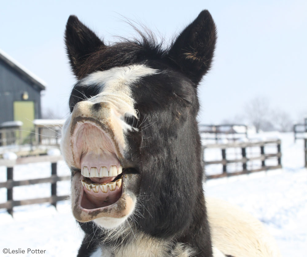 Horse teeth in winter