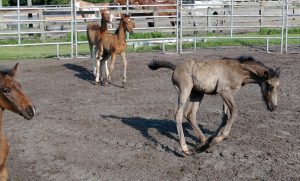 Nursemare Foals at Pure Thoughts Horse Rescue