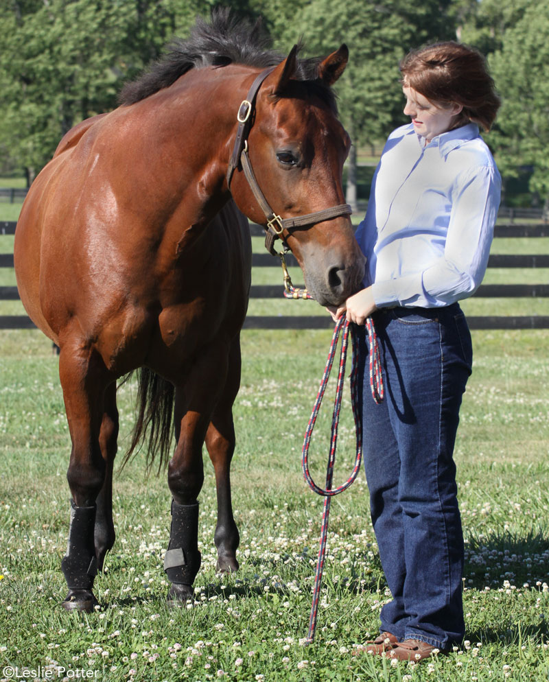 Standing with a horse- horse stand still 