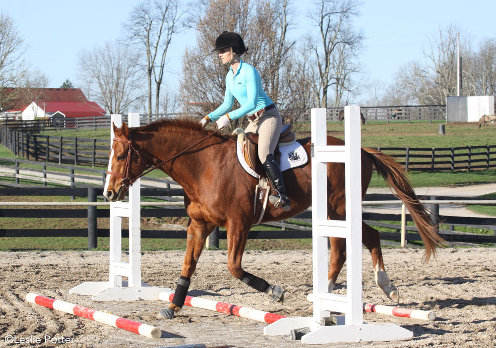 A horse and rider trot over ground poles